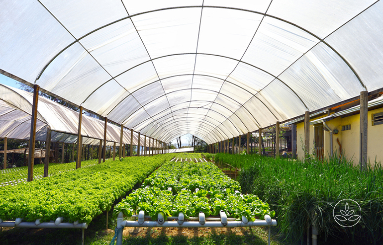 Greenhouse Construction