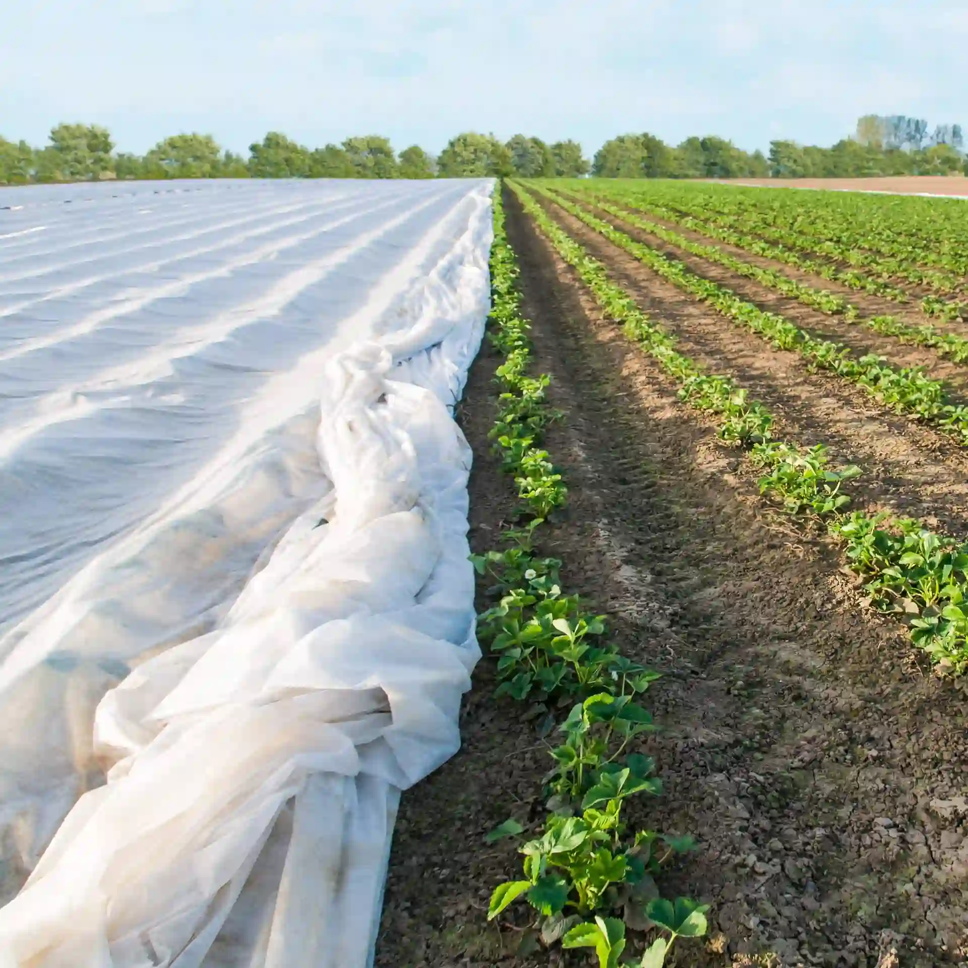 Antipagetiko Yfasma Fyton