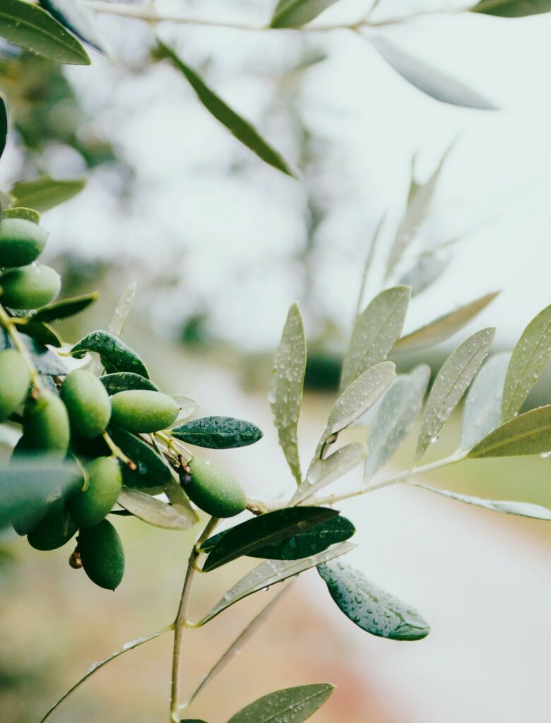 Olive Agri