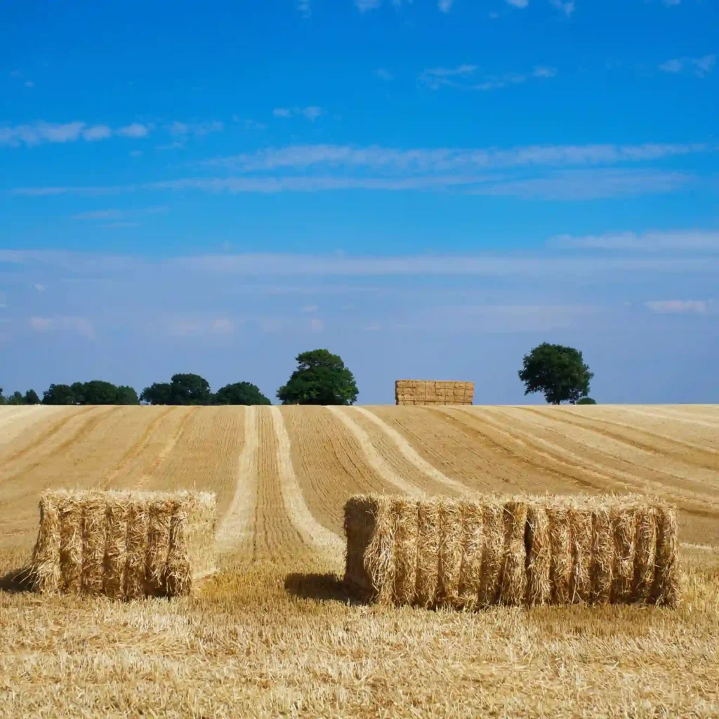 Spaggos Xortodesias Extra