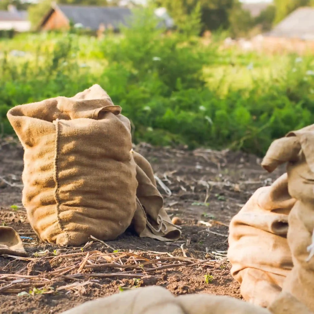 Gioutina Sakia Joot3 6