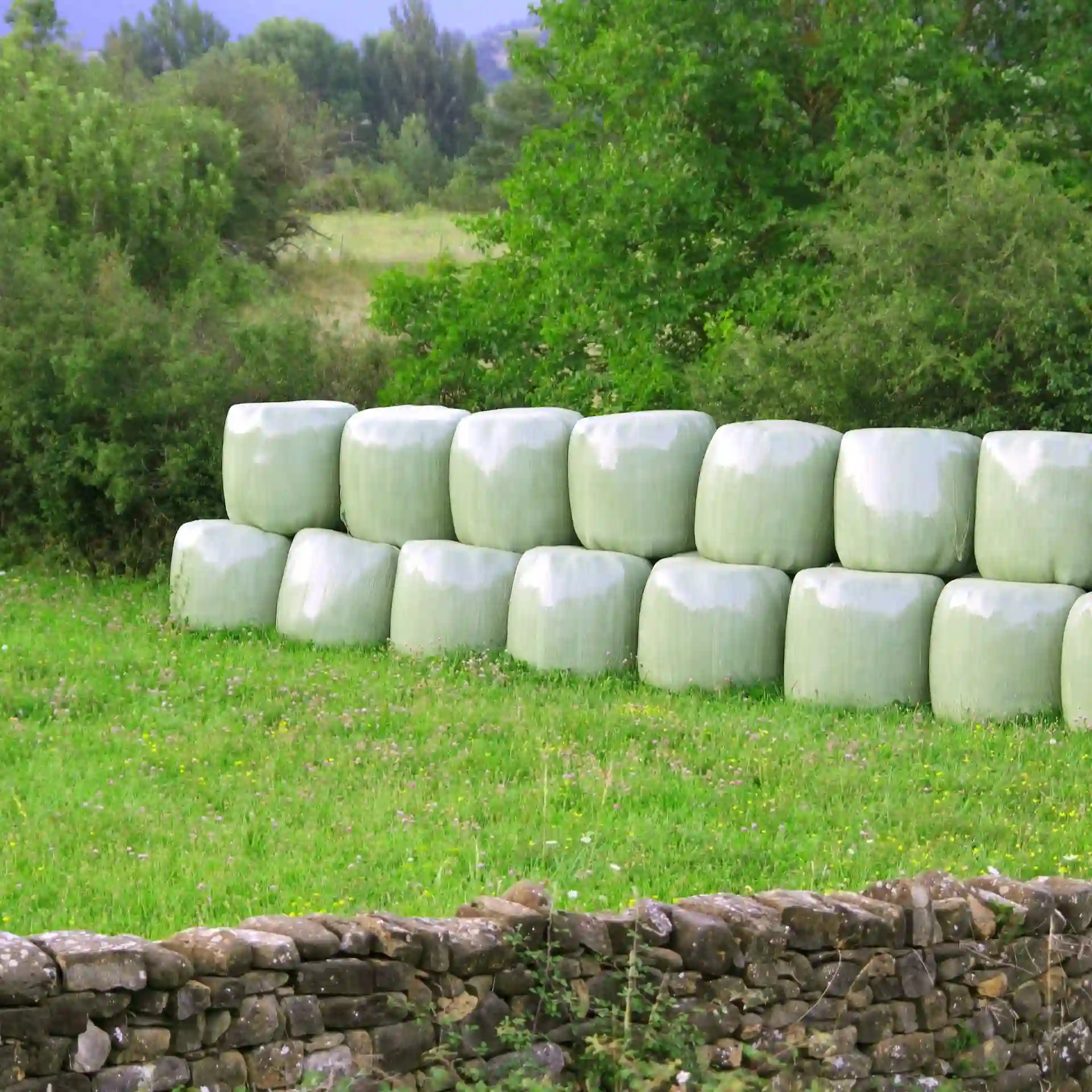 Film Ensirosis Silograss Silograno