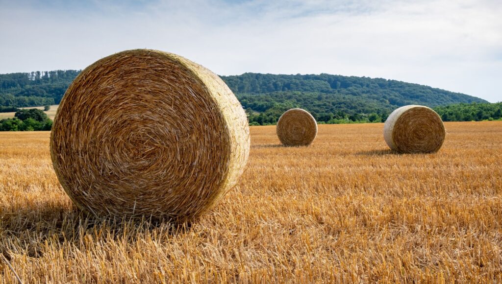 Dixtixortodesias Hellagro