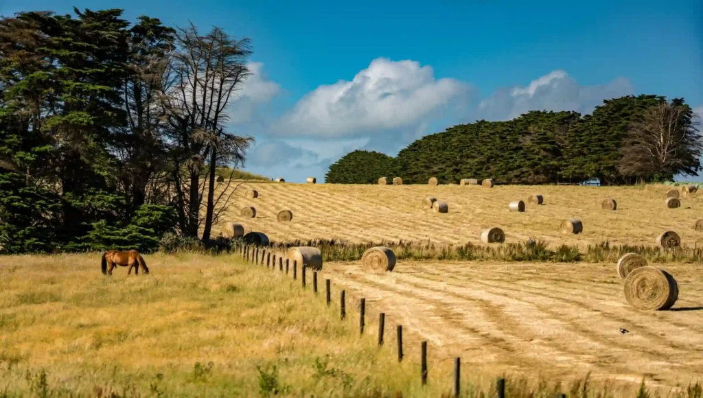 Balingsilage 2400x1360